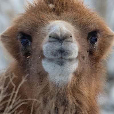 Bactrian Camel in the wild and plush