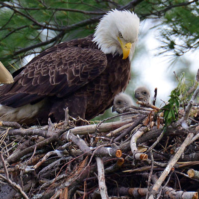 Bald Eagle Chick in the wild and plush