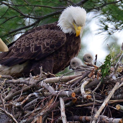 Bald Eagle Chick in the wild and plush