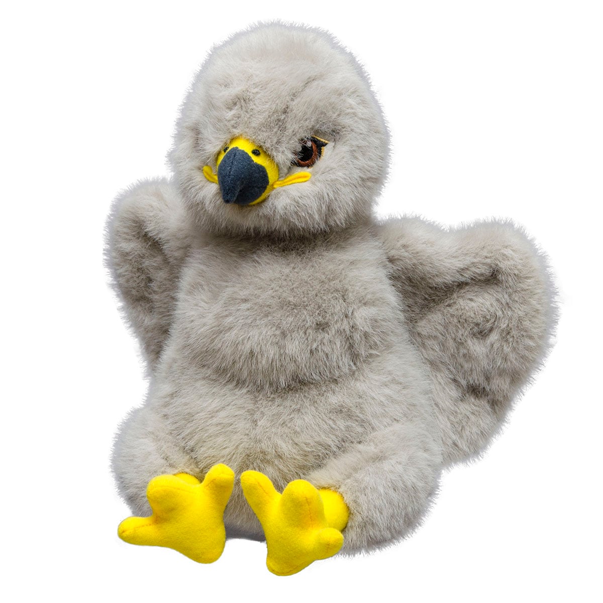 Bald Eagle Chick