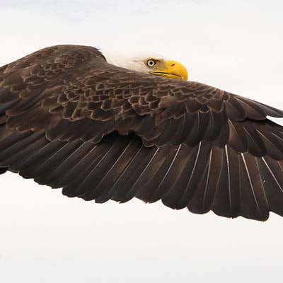 Bald Eagle in the wild and plush