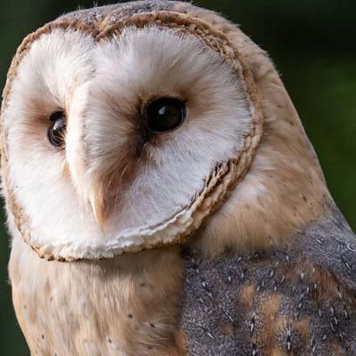 Barn Owl in the wild and plush