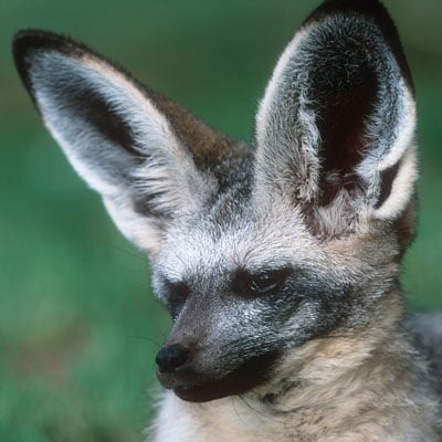 Bat-eared Fox in the wild and plush