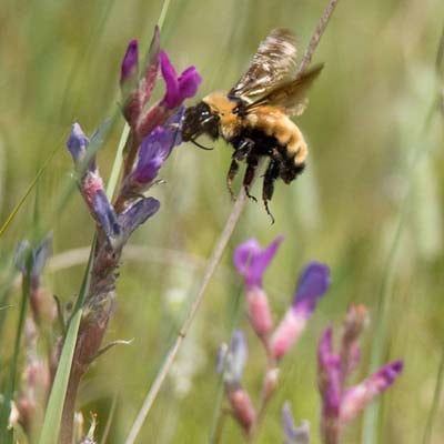 Bee in the wild and plush