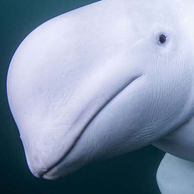 A close-up of a white beluga whale underwater.