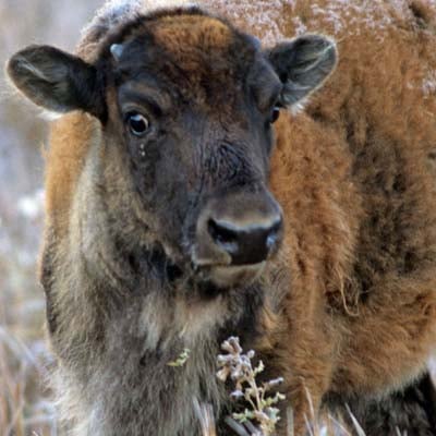 Bison Calf in the wild and plush
