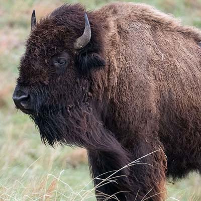 Bison in the wild and plush
