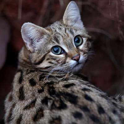 Black-footed Cat in the wild and plush