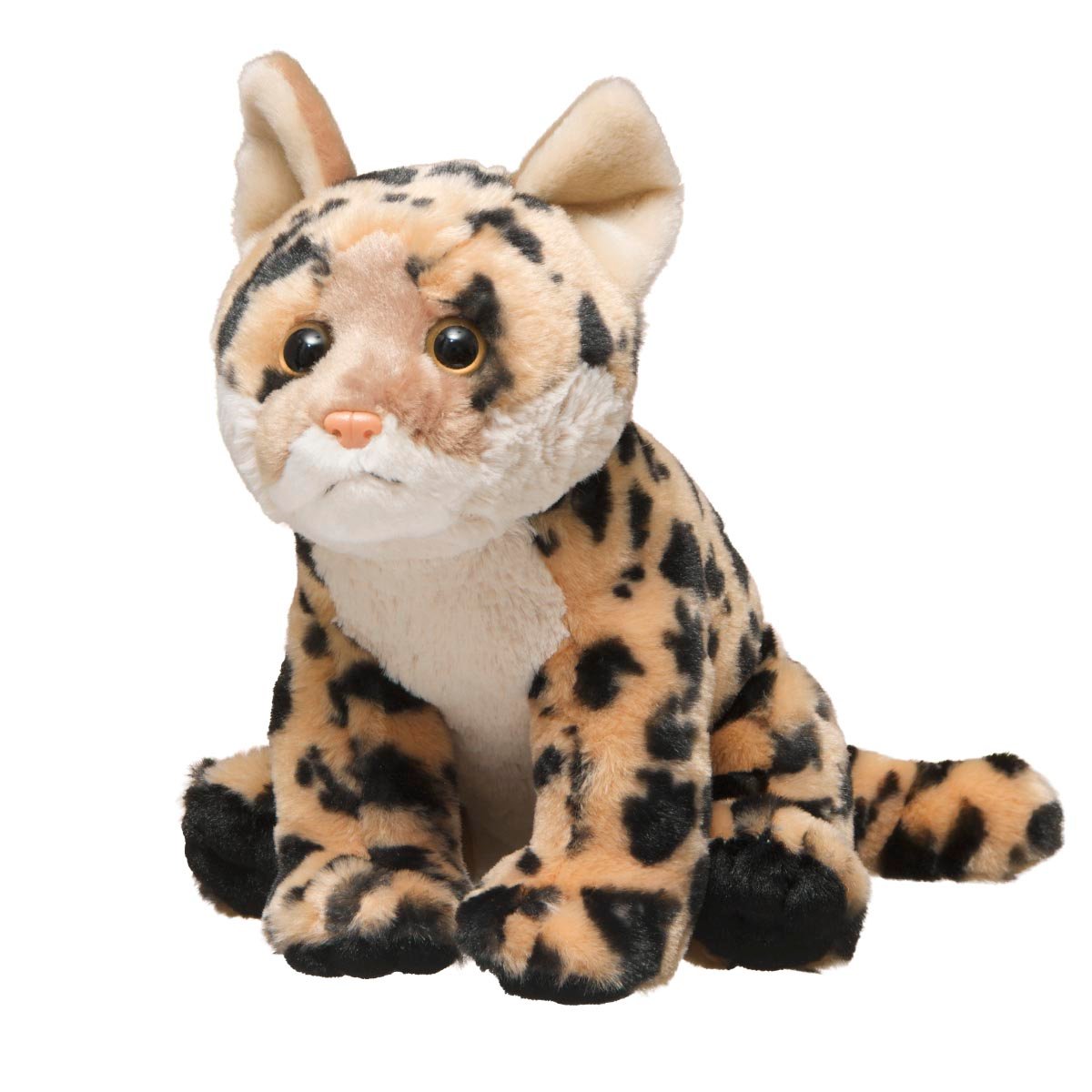 Black-Footed Cat