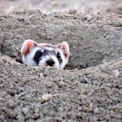 Black-footed Ferret in the wild and plush