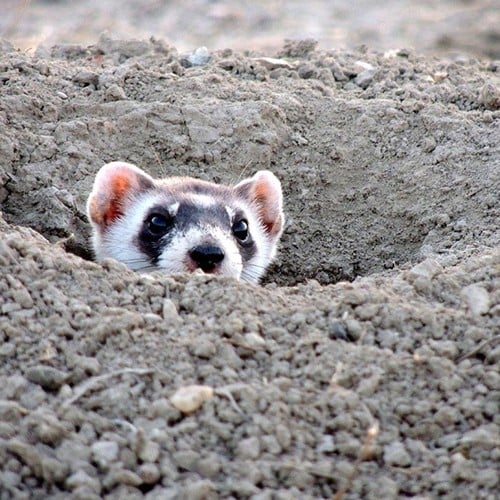 Black-footed Ferret in the wild and plush
