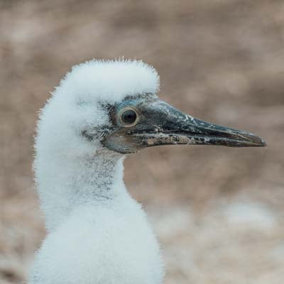 Blue-footed Booby Chick in the wild and plush
