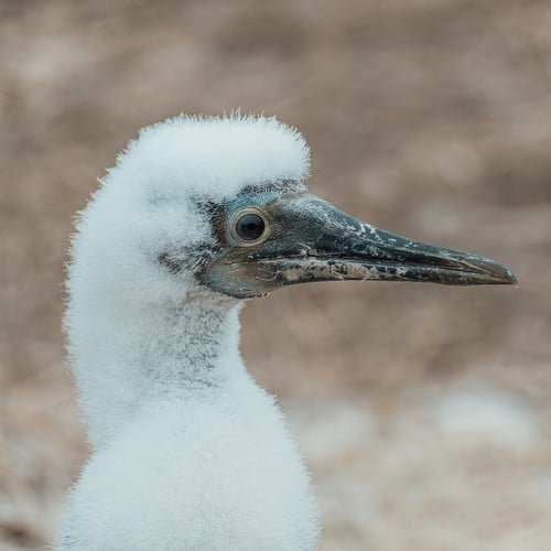 Blue-footed Booby Chick in the wild and plush