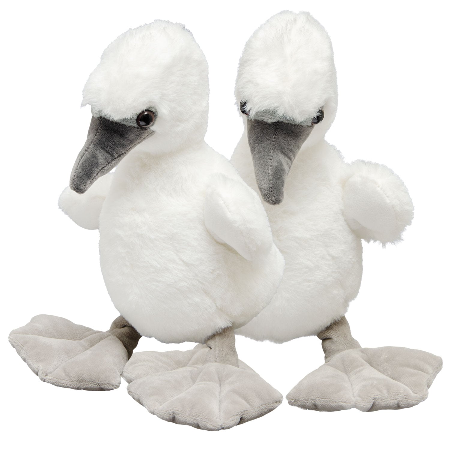 Blue-Footed Booby Chick