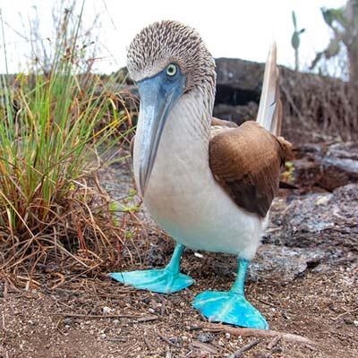 Blue-footed Booby in the wild and plush