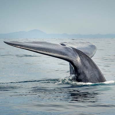 The tail of a whale emerging from calm ocean waters with distant mountains faintly visible in the background.