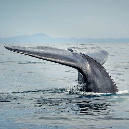 Blue Whale in the wild and plush