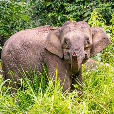 Asian Elephant in the wild and plush