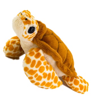 Loggerhead Turtle
