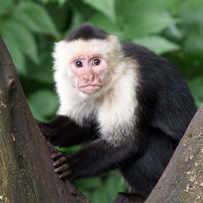 Capuchin Monkey in the wild and plush