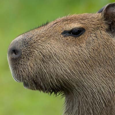 Capybara in the wild and plush