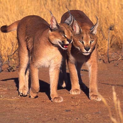 Caracal in the wild and plush