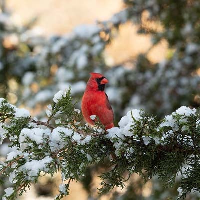 Cardinal in the wild and plush
