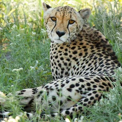 Cheetah in the wild and plush