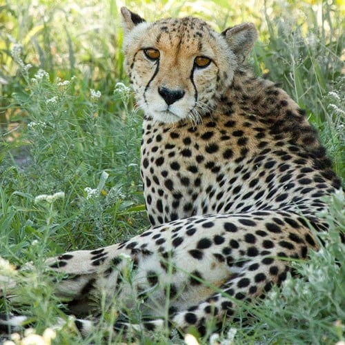 Cheetah in the wild and plush