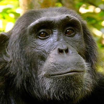 Chimpanzee in the wild and plush