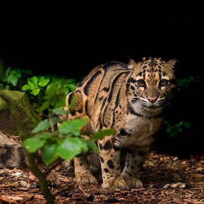 A clouded leopard stands on the forest floor surrounded by greenery, looking toward the camera.
