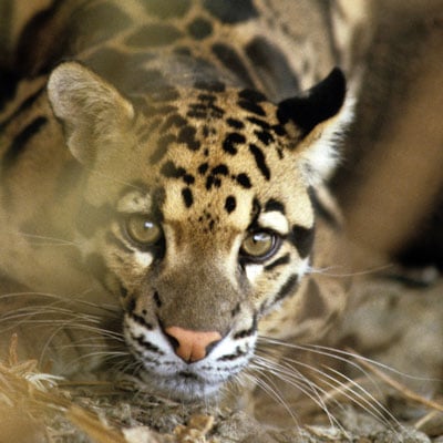 Clouded Leopard in the wild and plush
