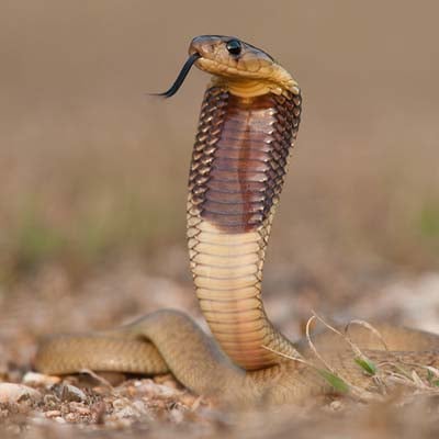 Cobra in the wild and plush