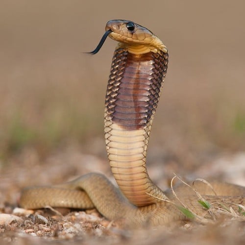 Cobra in the wild and plush