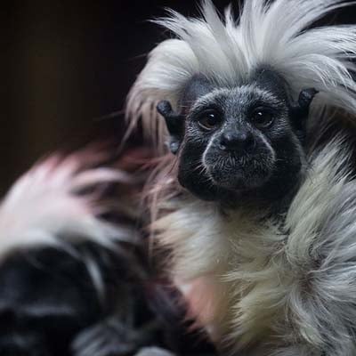 Cottontop Tamarin in the wild and plush