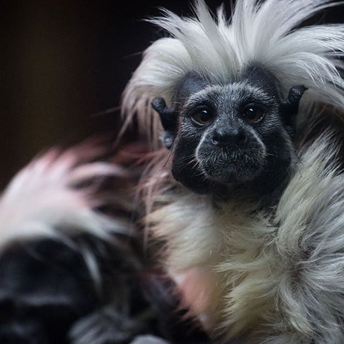 Cottontop Tamarin in the wild and plush