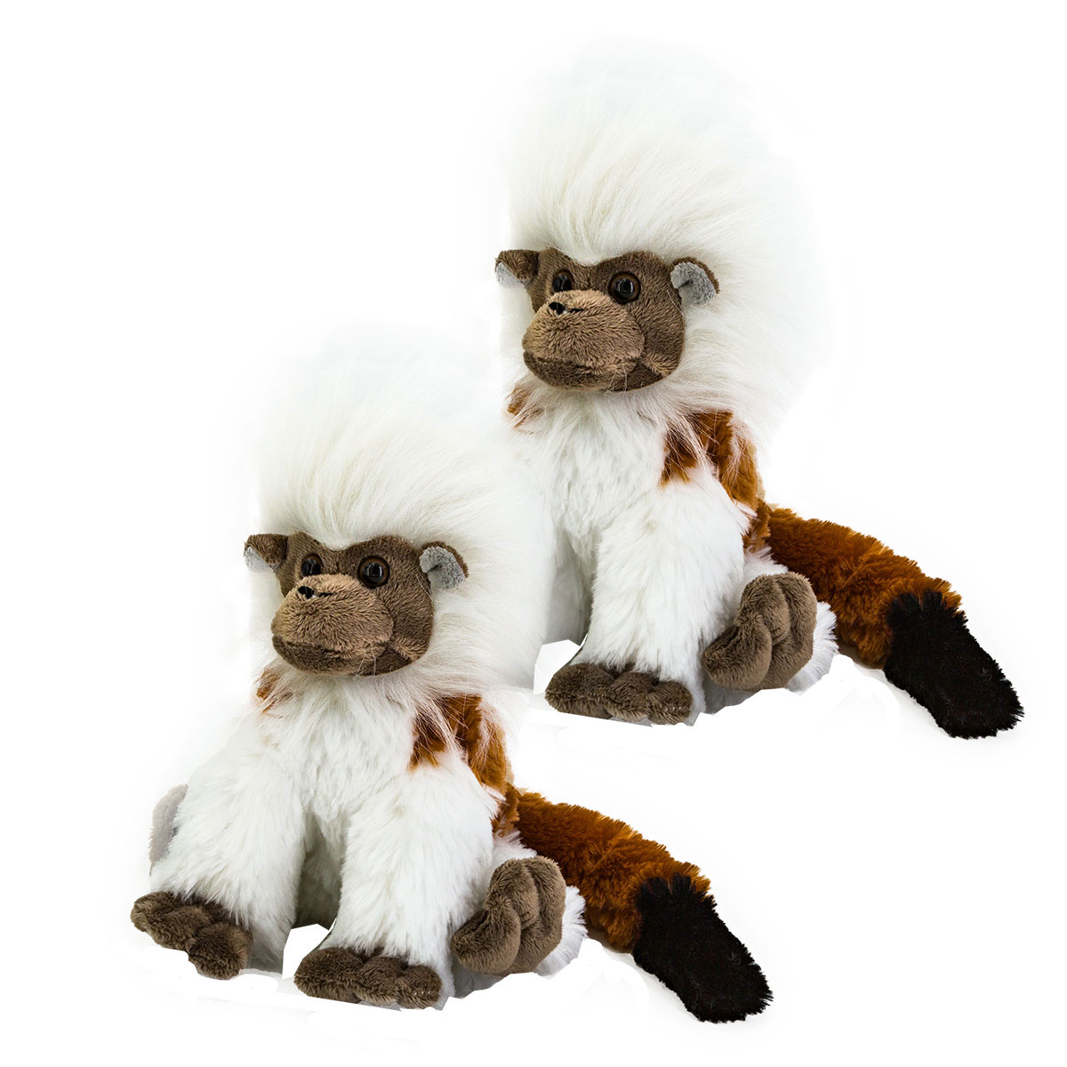Cottontop Tamarin