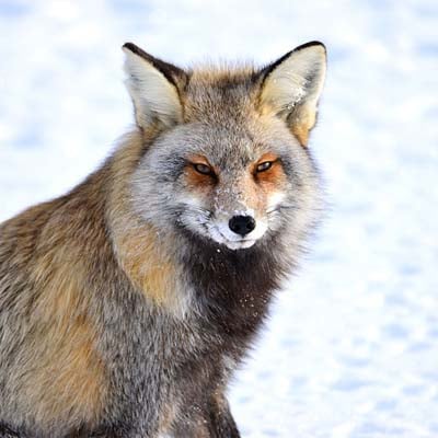 Cross Fox in the wild and plush