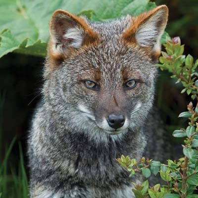 Darwin's Fox in the wild and plush