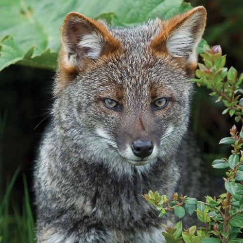 Darwin's Fox in the wild and plush