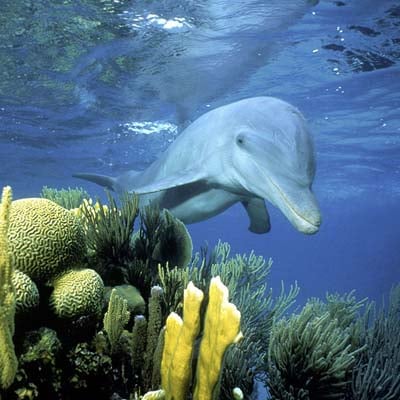 Dolphin in the wild and plush