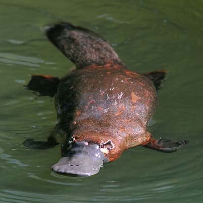 Duck-billed Platypus in the wild and plush