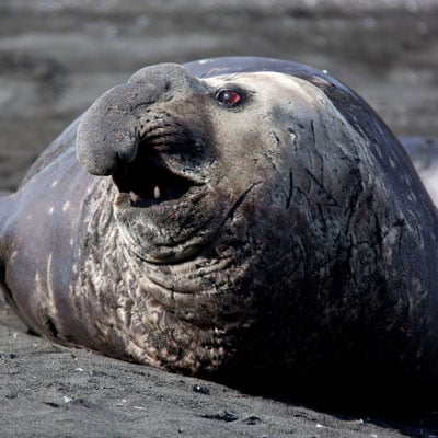 Elephant Seal in the wild and plush