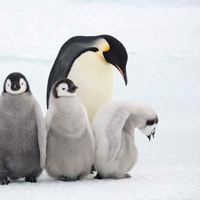 An adult emperor penguin stands beside three fluffy penguin chicks on a snowy surface.
