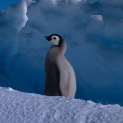 An adult emperor penguin stands beside three fluffy penguin chicks on a snowy surface.