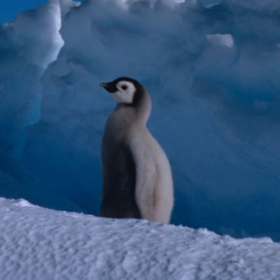 Emperor Penguin Chick in the wild and plush