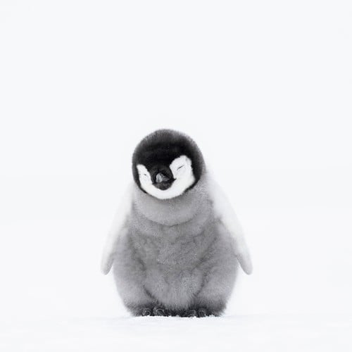An adult emperor penguin stands beside three fluffy penguin chicks on a snowy surface.