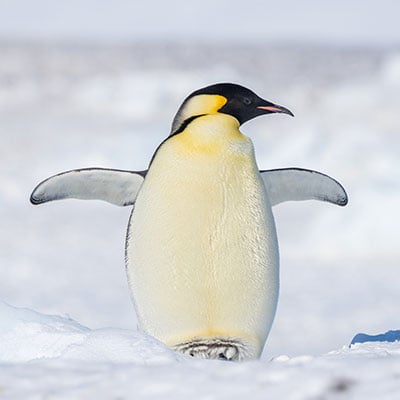 A penguin standing on snow