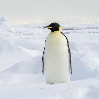 A solitary emperor penguin stands on a snowy landscape with an icy background.
