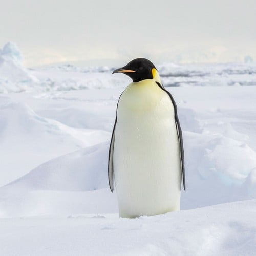 A solitary emperor penguin stands on a snowy landscape with an icy background.